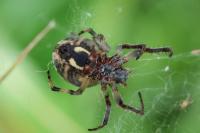 Larinioides cornutus