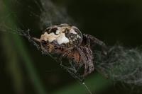 Larinioides cornutus