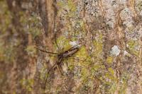 Tetragnatha nigrita