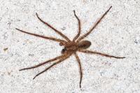 Zoropsis spinimana