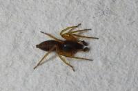 Clubiona comta