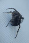 Agalenatea redii
