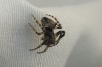 Araneus sturmi/triguttatus