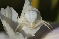 Misumena vatia