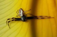 Misumena vatia