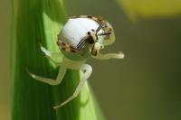 Misumena vatia