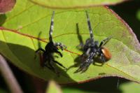 Carrhotus xanthogramma