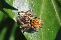 Carrhotus xanthogramma