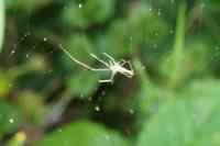 Tetragnatha