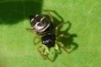 Heliophanus