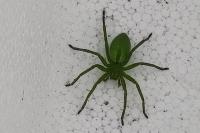 Micrommata ligurina