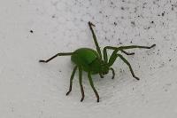 Micrommata ligurina