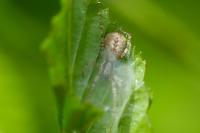 Anyphaena accentuata