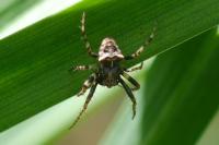 Gibbaranea bituberculata