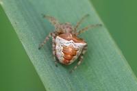 Gibbaranea bituberculata