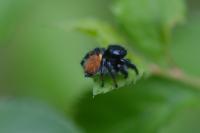 Carrhotus xanthogramma
