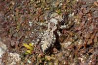 Marpissa muscosa