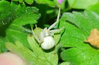 Misumena vatia