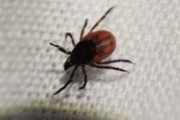 Ixodes
