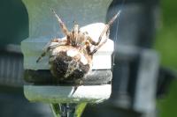 Agalenatea redii