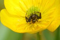 Synema globosum