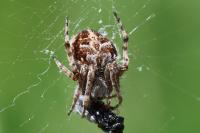Agalenatea redii