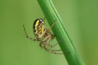 Mangora acalypha