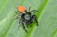 Carrhotus xanthogramma