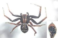Xysticus ulmi