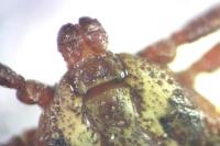 Dermacentor marginatus