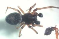 Dictyna uncinata