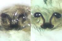 Dictyna uncinata