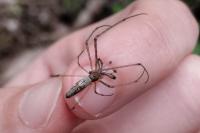 Tetragnatha