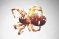 Asagena phalerata