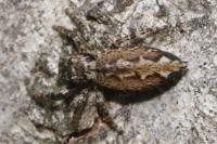 Marpissa muscosa