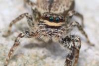 Marpissa muscosa