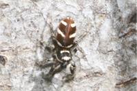 Salticus scenicus