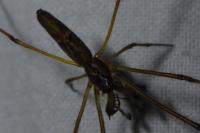Tetragnatha