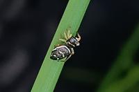 Heliophanus cupreus