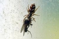 Salticus cingulatus