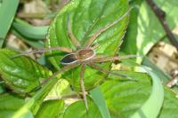 Dolomedes plantarius