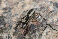 Pseudicius encarpatus