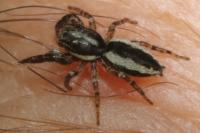 Pseudicius encarpatus
