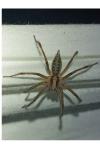 Agelena labyrinthica