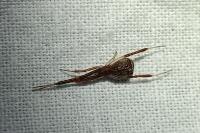 Episinus angulatus