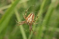 Neoscona adianta
