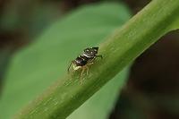 Heliophanus cupreus
