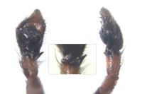 Philodromus cespitum