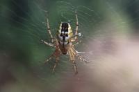 Mangora acalypha