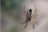 Mangora acalypha